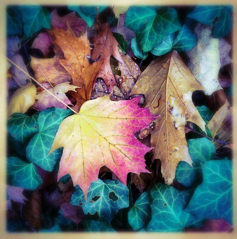 fall leaf 